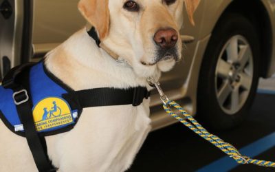 Finding Joy and Independence through Superpower Service Dog, Mork