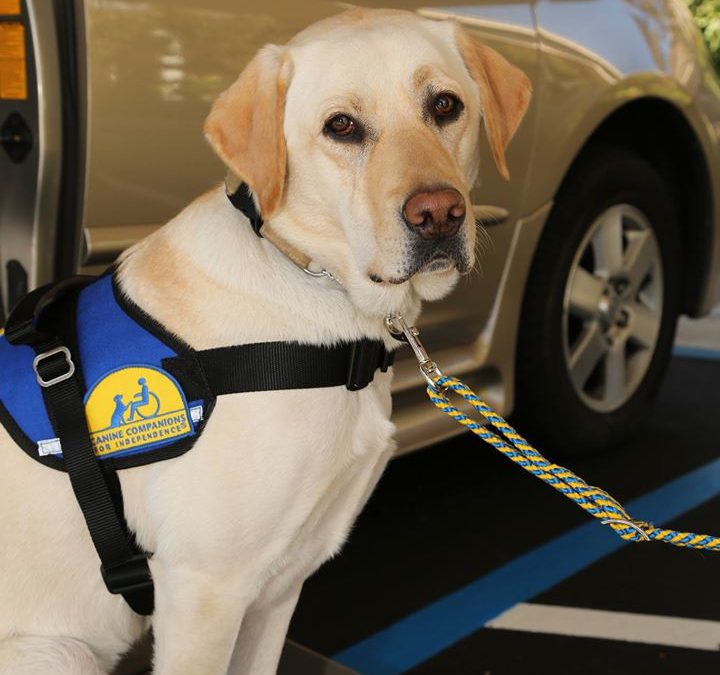 Finding Joy and Independence through Superpower Service Dog, Mork