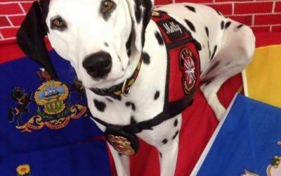 Molly the Fire Safety Dog Saves Lives with Fun and Education