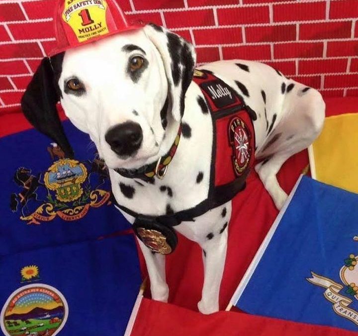 Molly the Fire Safety Dog Saves Lives with Fun and Education