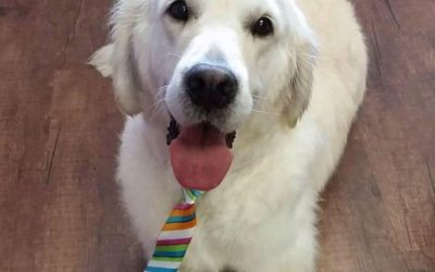 Olaf the Autism Therapy Dog