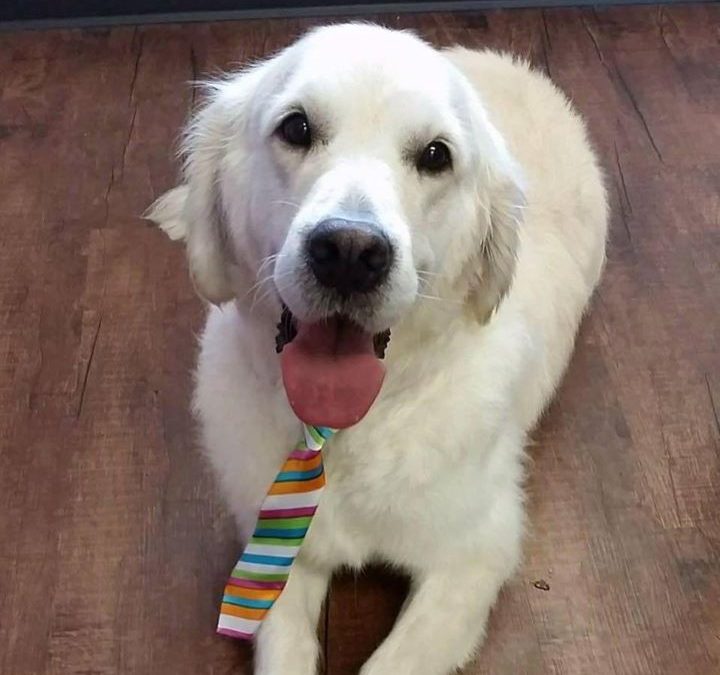 Olaf the Autism Therapy Dog