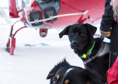 Rescue Dogs in Whistler